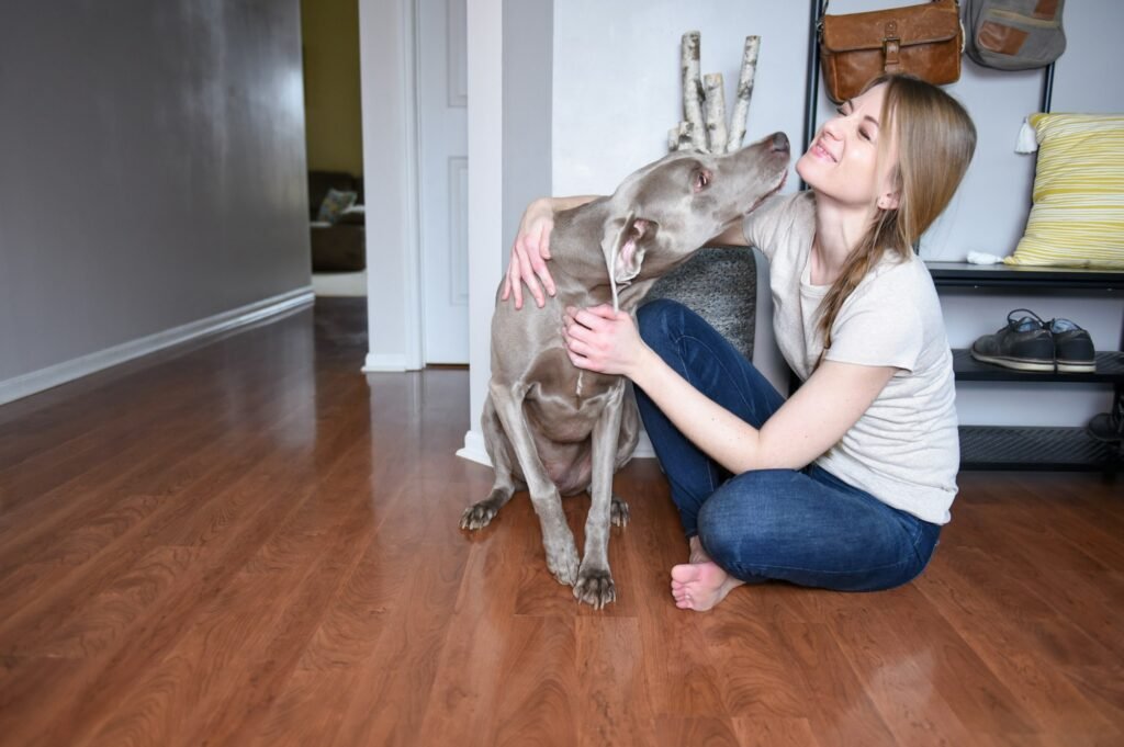 Lifestyle image of a smiling young woman hugging her pet Weimaraner dog on a hardwood floor